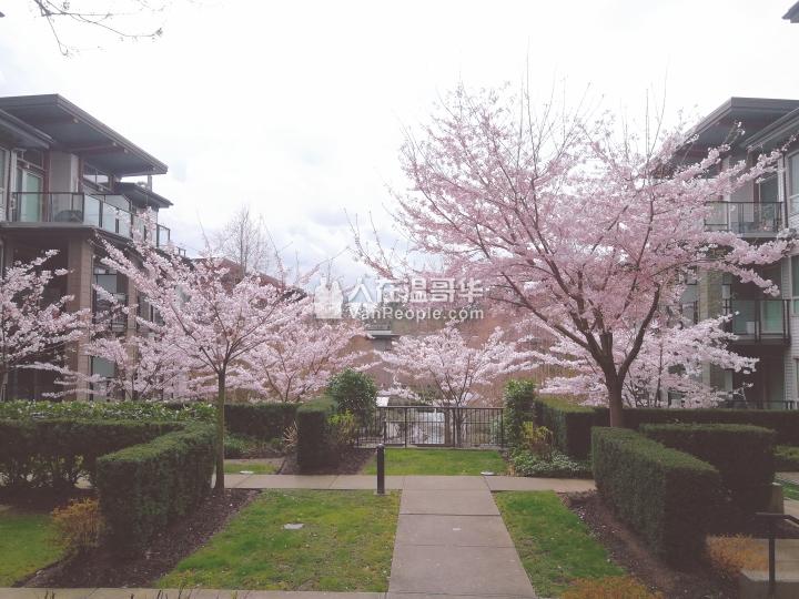 近edmonds station,紧邻Taylor Park小学,2室2位公寓,9月1日起出租