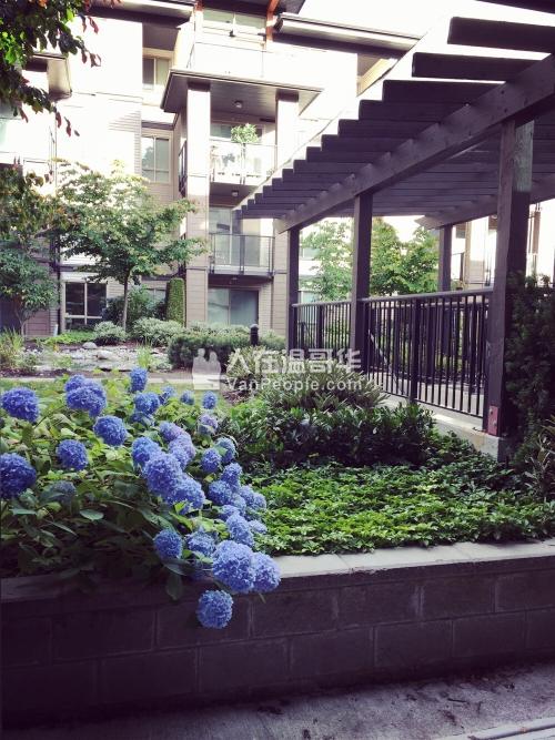 近edmonds station,紧邻Taylor Park小学,2室2位公寓,9月1日起出租