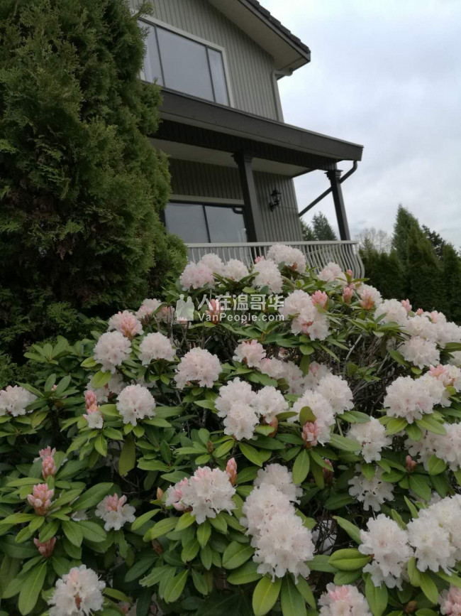 高贵林中心豪华三层精装独立屋,新家具齐全,拎包入住。