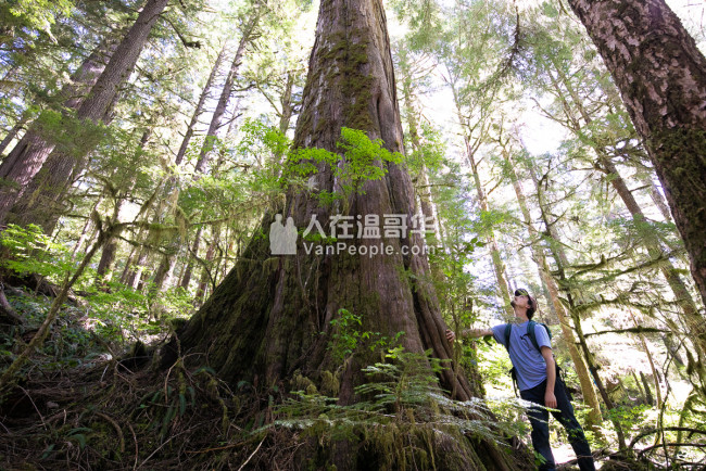 溫哥華市斯坦利公園原始森林生態遊覽
