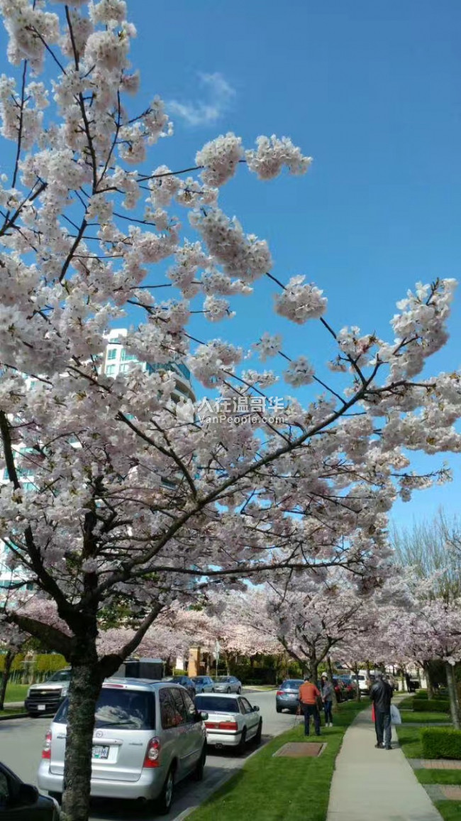 本拿比樱花盛开的日本社区二手靓房急售