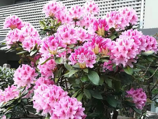 高贵林中心豪华三层精装house,全新家具齐全,拎包入住。
