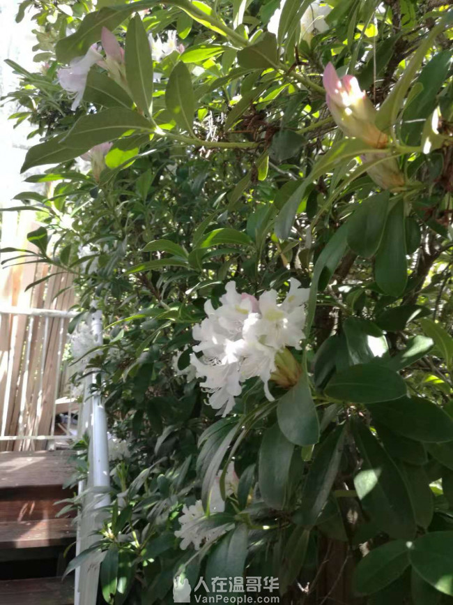 高贵林中心豪华三层精装house出租,新家具齐全,拎包入住。