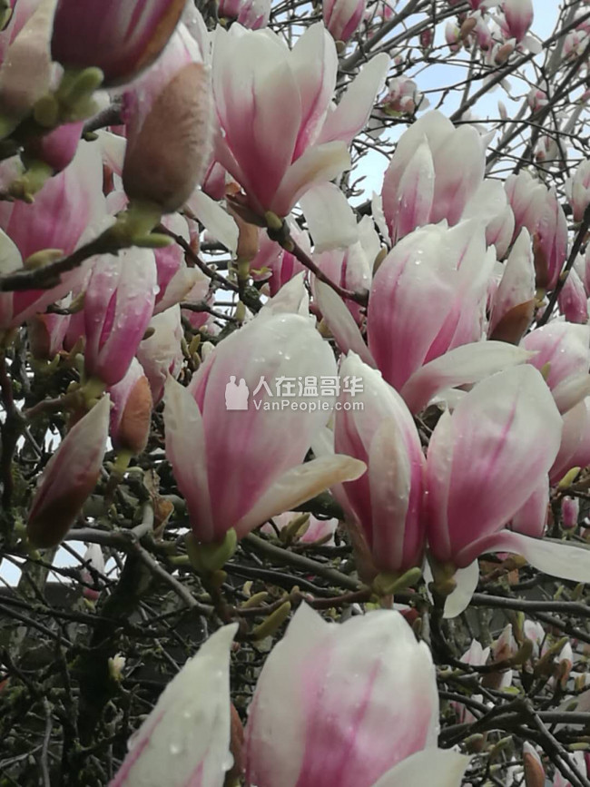 高贵林中心西侧,学区房。三层精装独立屋,新家具齐全,拎包入住。