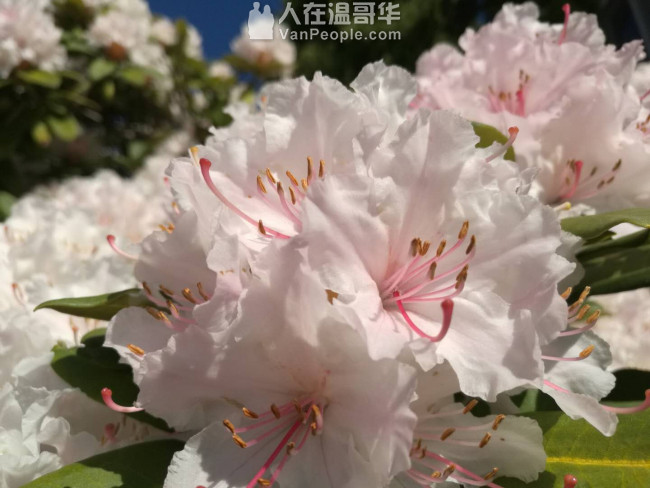 高贵林中心西侧,学区房。三层精装独立屋,新家具齐全,拎包入住。