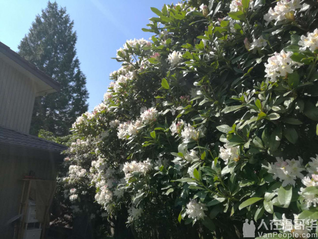 高贵林中心西侧,学区房。三层精装独立屋,新家具齐全,拎包入住。