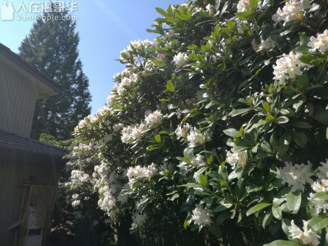 高贵林中心西侧,学区房。三层精装独立屋,新家具齐全,拎包入住。