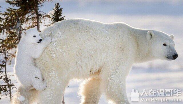 一张加拿大北极熊皮在中国卖两万加元- 人在温哥华网VanPeople.com