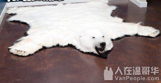 毛皮　熊 一张加拿大北极熊皮在中国卖两万加元- 人在温哥华网VanPeople.com