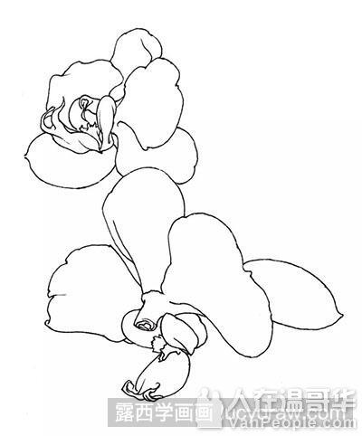 带你了解蝴蝶兰工笔画- 人在温哥华网VanPeople.com