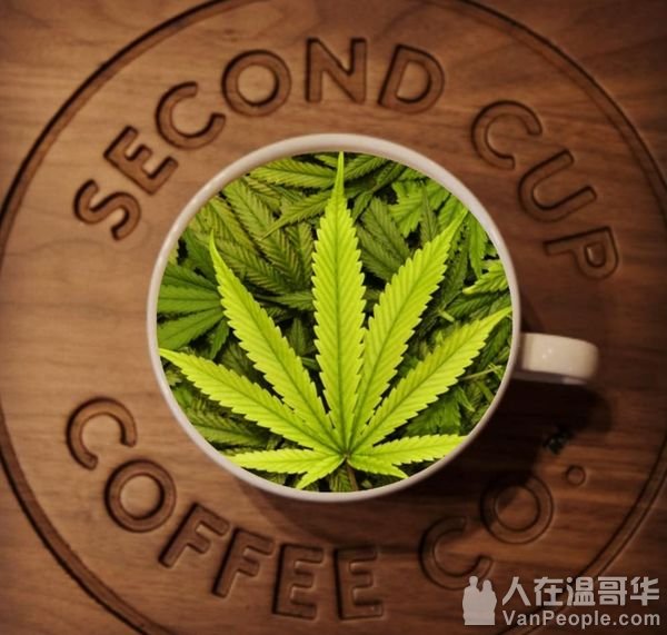 大麻咖啡馆来了 Second Cup和大麻公司结盟 以后咖啡也有大麻味了 人
