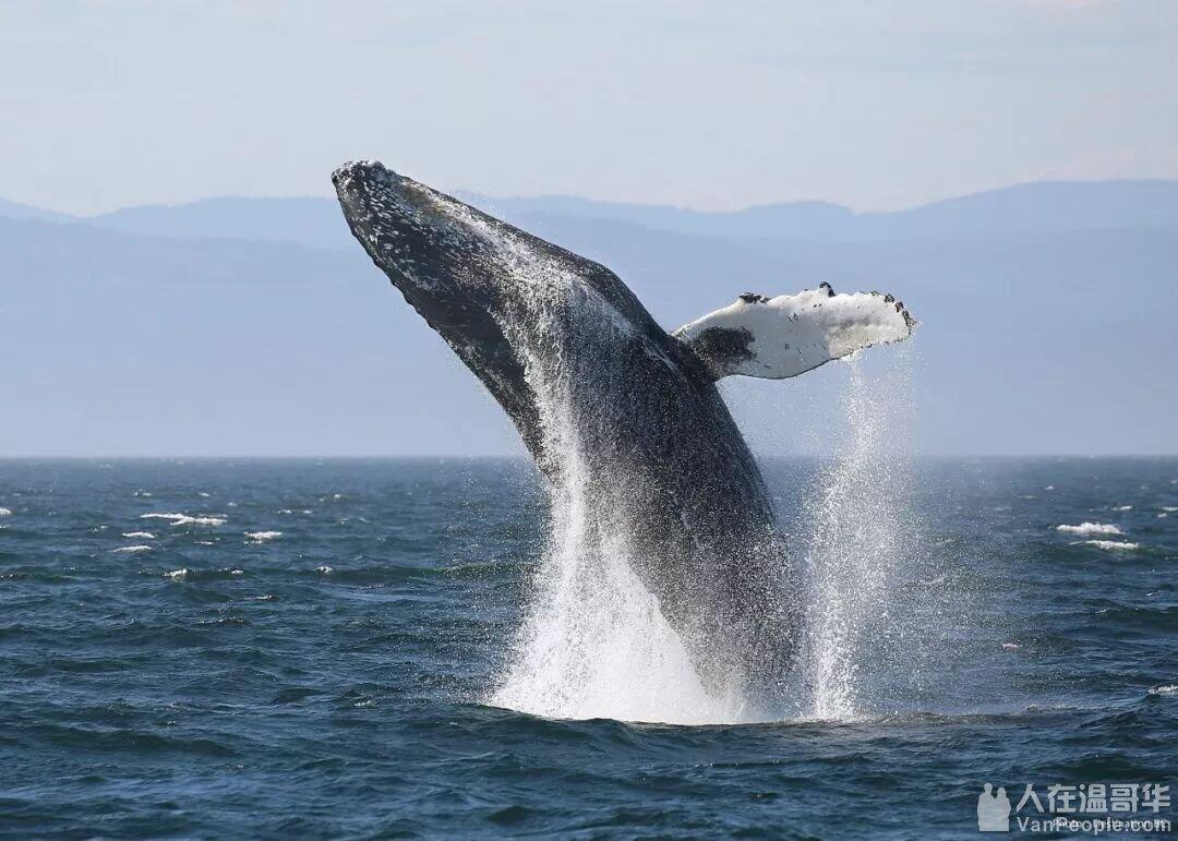 海洋馆装不下的“鲸”奇- 人在温哥华网VanPeople.com
