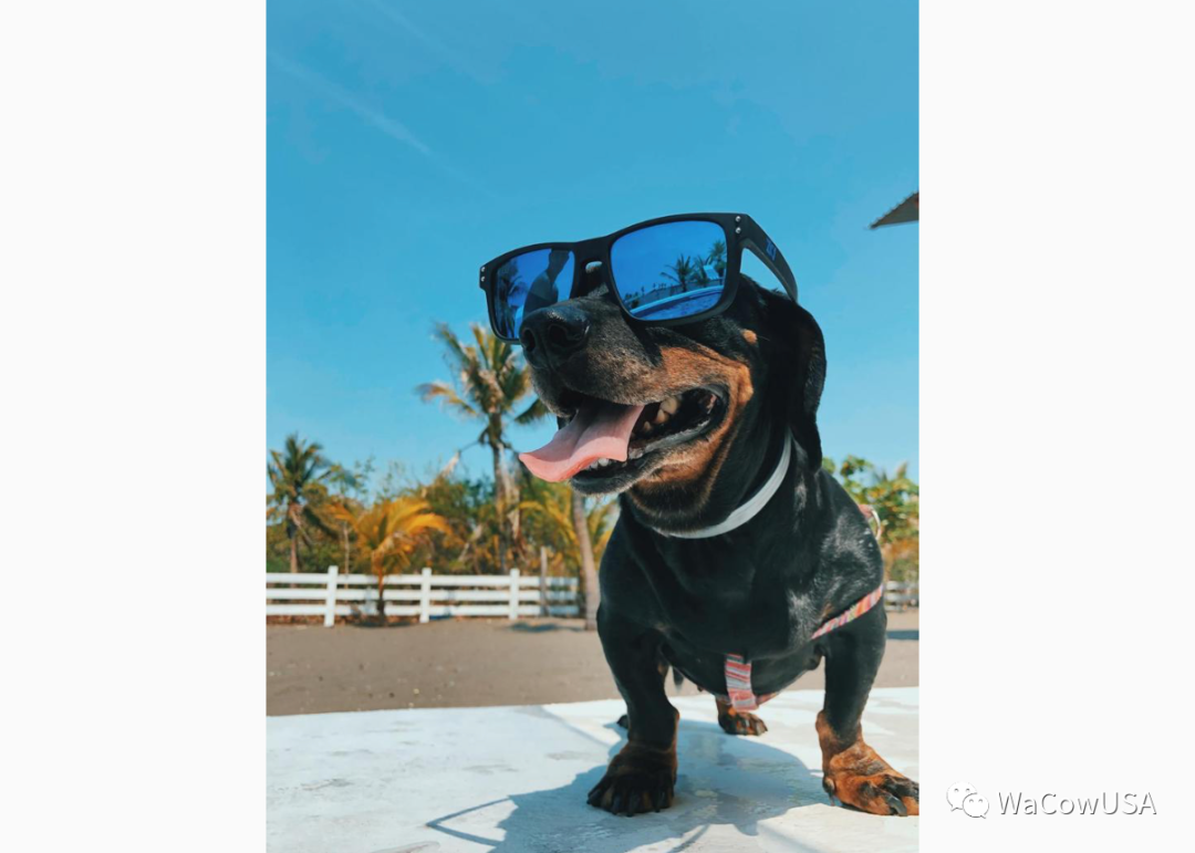 狗儿子突犯心脏病 夏日出游要当心 宠物防暑多注意 人在洛杉矶网lapeople Com