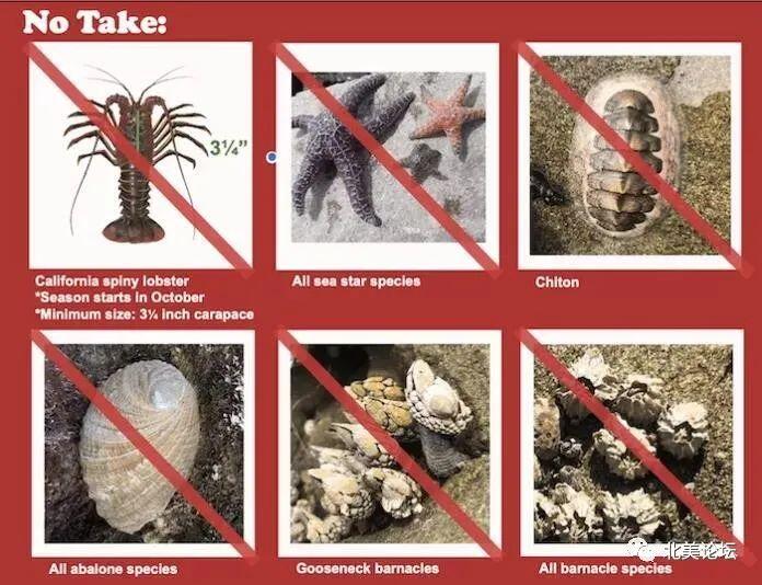 加州华人注意 海边捡海鲜需持捕鱼证 违反或被罚款 人在洛杉矶网lapeople Com