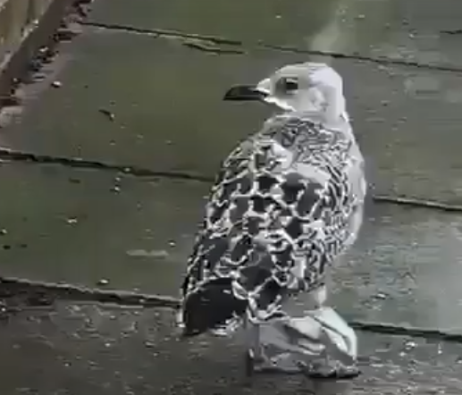 乱丢口罩害惨小动物 一个小动作就能改变很多 人在洛杉矶网lapeople Com