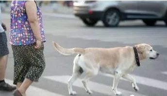 3岁女孩随父母买鸡块 遭恶犬啃脸 美国每年470万孩子被狗咬 别再大意了 人在洛杉矶网lapeople Com