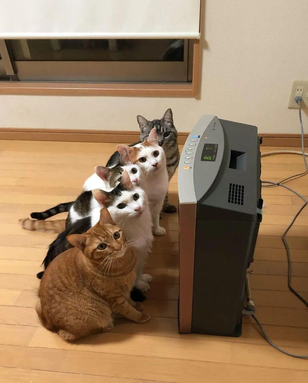 养猫大户冬天的烦恼：总有一只喵，会被烤焦哇！ - 人在洛杉矶网 