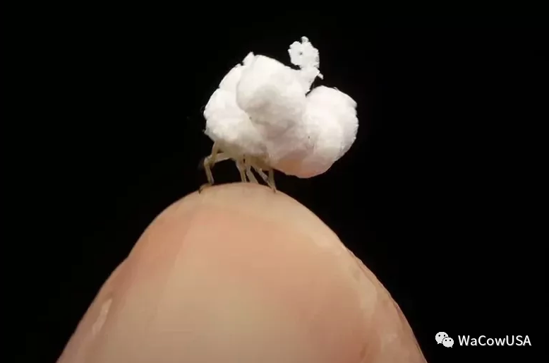 影 摄影师晒照亚马逊雨林疗愈小生物网笑 爆米花不要跑 人在洛杉矶网lapeople Com