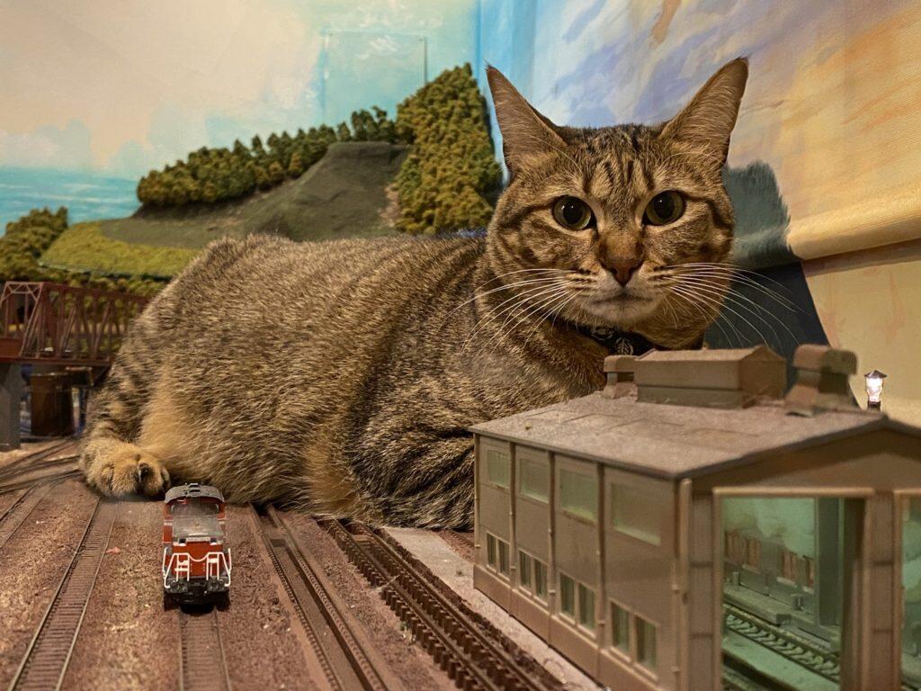 巨猫图 爆红 铁道模型餐厅养的流浪猫挽救了倒店危机 人在洛杉矶网lapeople Com