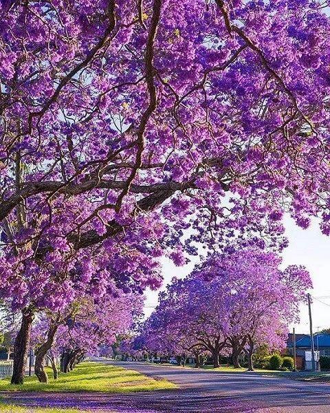 憋了一年 快出门踏青吧 洛杉矶9大赏花路线请收好 人在洛杉矶网lapeople Com