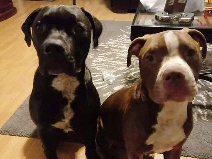 3岁男童后院玩耍惹杀身祸遭邻居2恶犬咬死 人在洛杉矶网lapeople Com