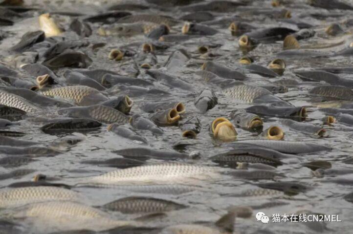 这条亚洲鲤遭全澳洲通缉只因在它体内塞了500万 人在洛杉矶网lapeople Com