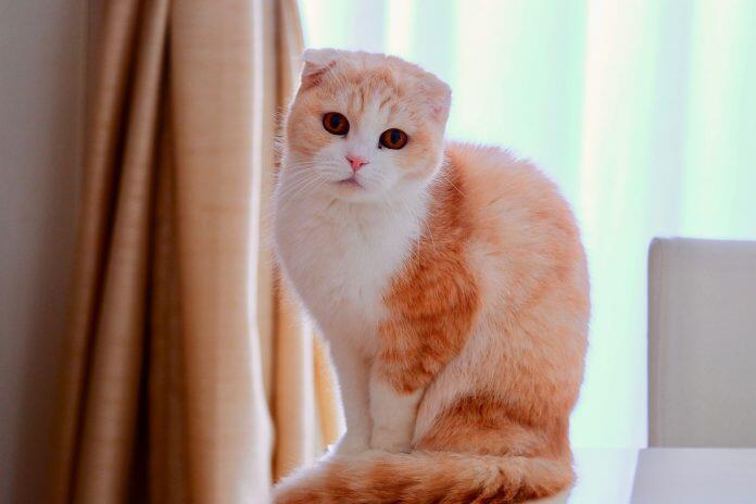 周扬青讲述养猫经历呼吁不养折耳猫- 人在洛杉矶网LAPeople.com