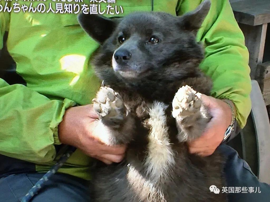 柯基 甲斐犬 狗子长成了熊的模样 柯基的小短腿基因 真的太强了 人在洛杉矶网lapeople Com 柯基 甲斐犬 狗子长成了熊的模样 柯基的小短腿基因 真的太强了 人在洛杉矶网lapeople Com