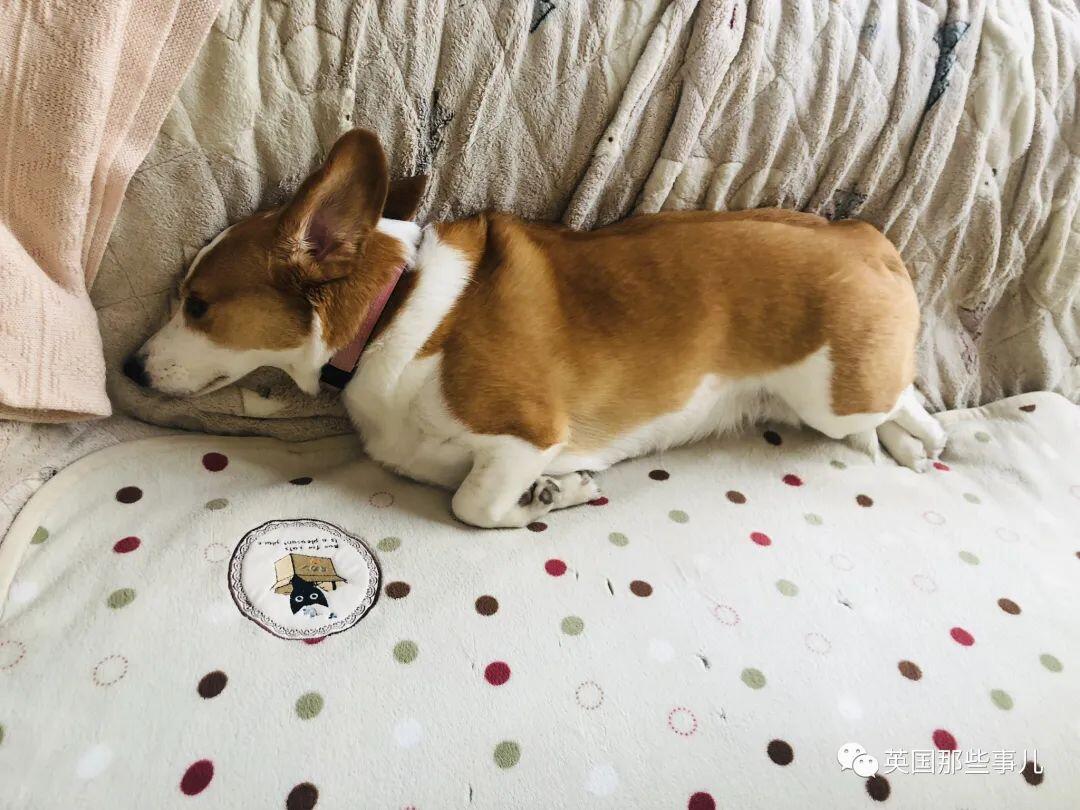 柯基 甲斐犬 狗子长成了熊的模样 柯基的小短腿基因 真的太强了 人在洛杉矶网lapeople Com 柯基 甲斐犬 狗子长成了熊的模样 柯基的小短腿基因 真的太强了 人在洛杉矶网lapeople Com