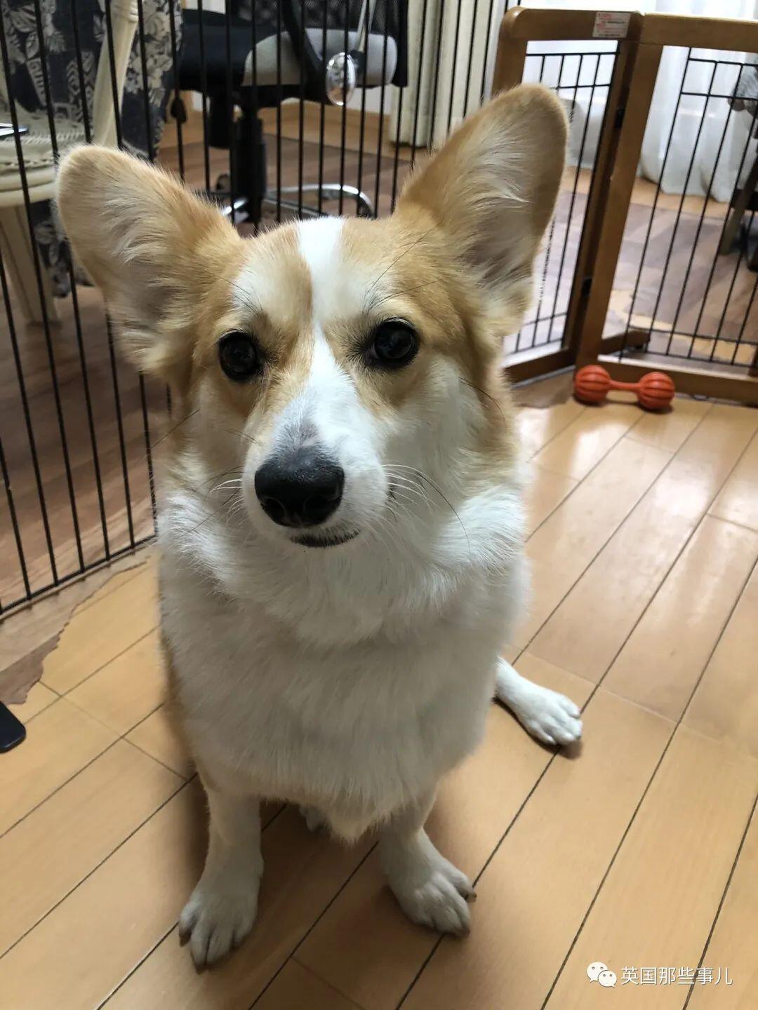 柯基 甲斐犬 狗子长成了熊的模样 柯基的小短腿基因 真的太强了 人在洛杉矶网lapeople Com 柯基 甲斐犬 狗子长成了熊的模样 柯基的小短腿基因 真的太强了 人在洛杉矶网lapeople Com