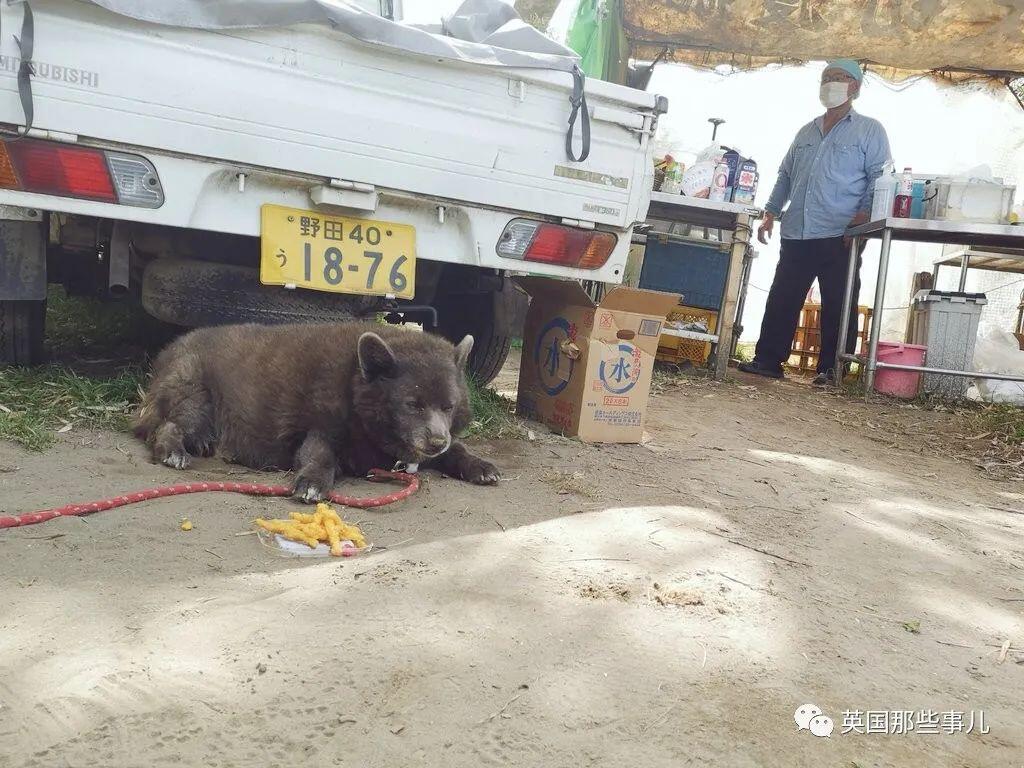 柯基 甲斐犬 狗子长成了熊的模样 柯基的小短腿基因 真的太强了 人在洛杉矶网lapeople Com 柯基 甲斐犬 狗子长成了熊的模样 柯基的小短腿基因 真的太强了 人在洛杉矶网lapeople Com
