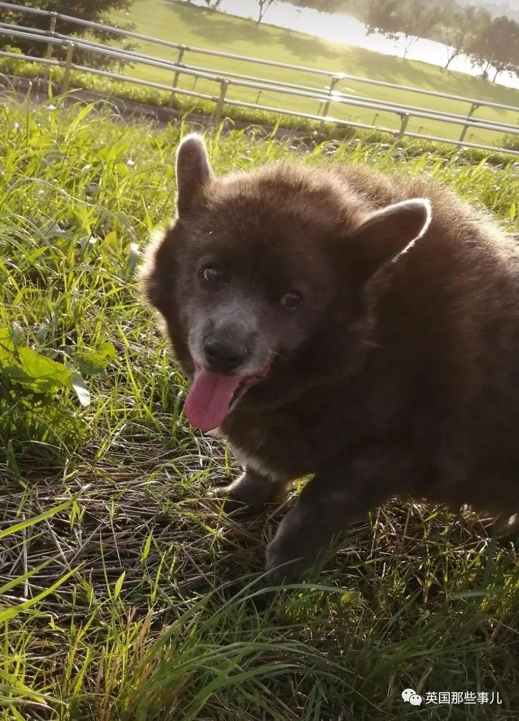 柯基 甲斐犬 狗子长成了熊的模样 柯基的小短腿基因 真的太强了 人在洛杉矶网lapeople Com 柯基 甲斐犬 狗子长成了熊的模样 柯基的小短腿基因 真的太强了 人在洛杉矶网lapeople Com