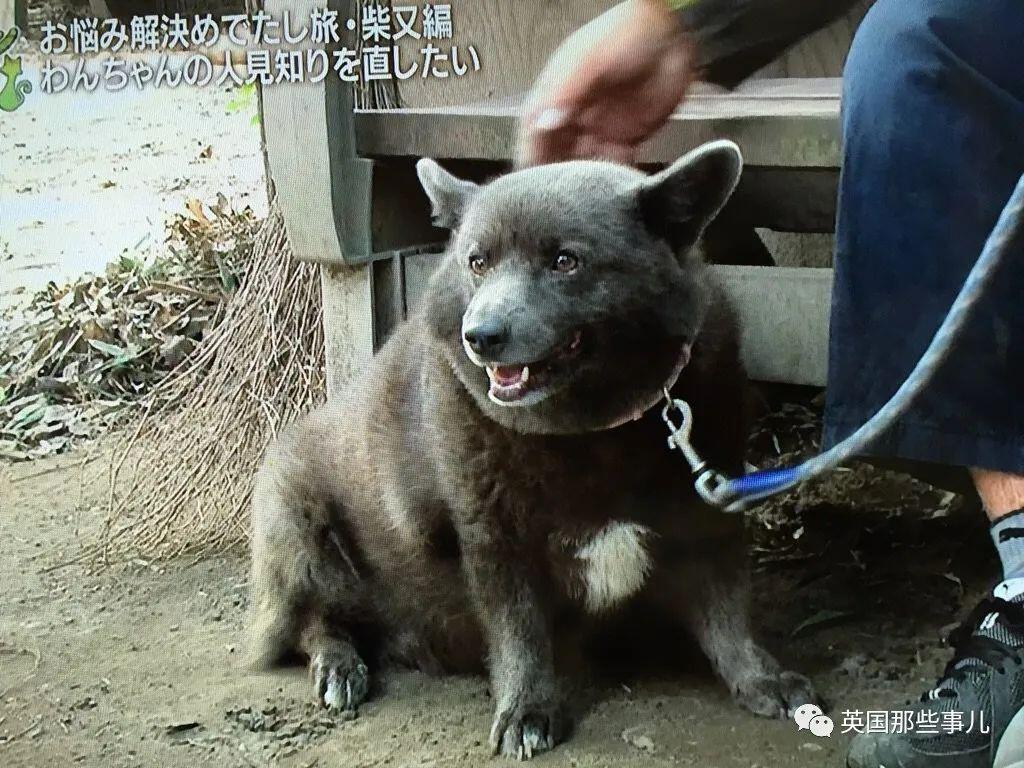 柯基 甲斐犬 狗子长成了熊的模样 柯基的小短腿基因 真的太强了 人在洛杉矶网lapeople Com 柯基 甲斐犬 狗子长成了熊的模样 柯基的小短腿基因 真的太强了 人在洛杉矶网lapeople Com