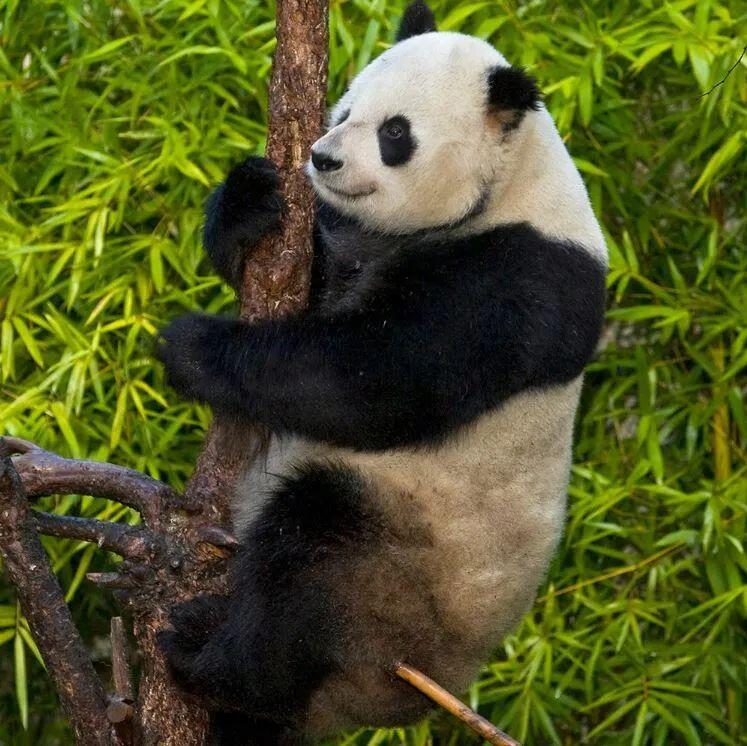 哇靠funlicius 漫 游san Diego Zoo 动物园也可以是情侣约会圣地 人在洛杉矶网lapeople Com