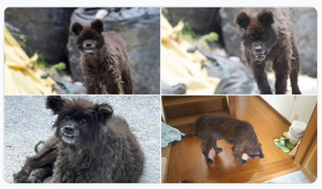 是狗还是熊 福岛惊见 谜样生物 露狰狞脸庞 人在洛杉矶网lapeople Com