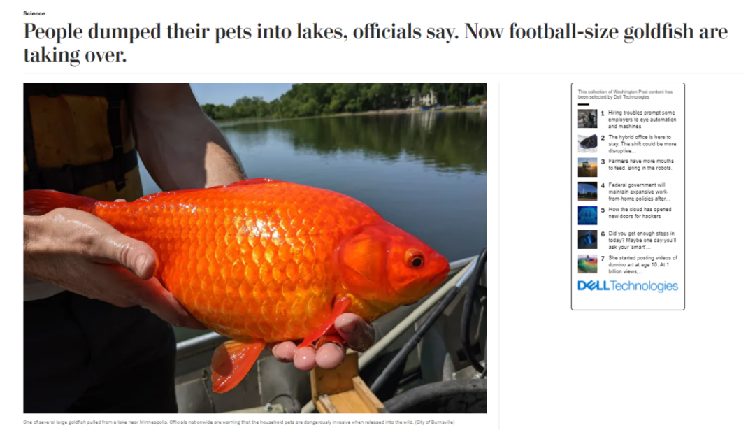 宠物金鱼 入侵 美国随便一丢都能长这么大 人在洛杉矶网lapeople Com