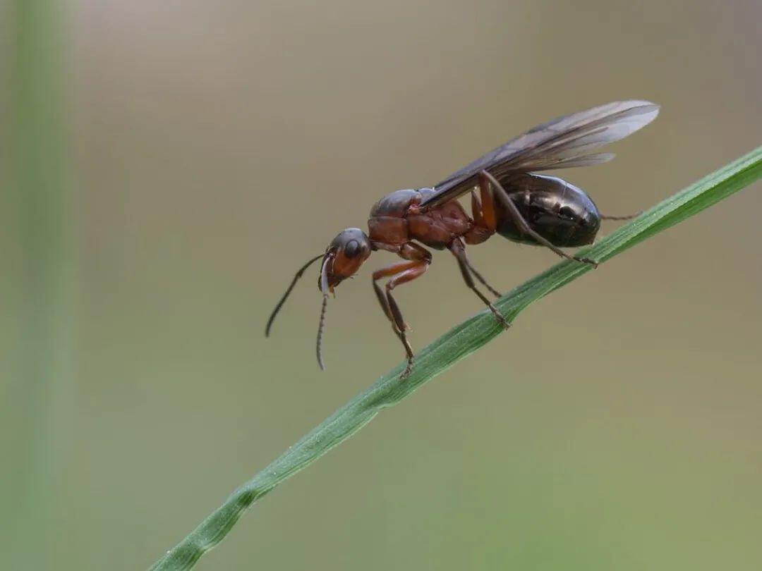 飞蚁群重现大温！一言不合就在你家安营扎寨！ - 人在温哥华网VanPeople.com