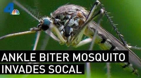 小心!今年洛杉矶蚊子特别多,脚踝处特别容易被叮 - 人在洛杉矶网