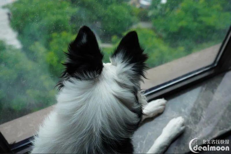粉丝分享 把自家狗变服务犬 成功从加州回国经验 人在洛杉矶网lapeople Com