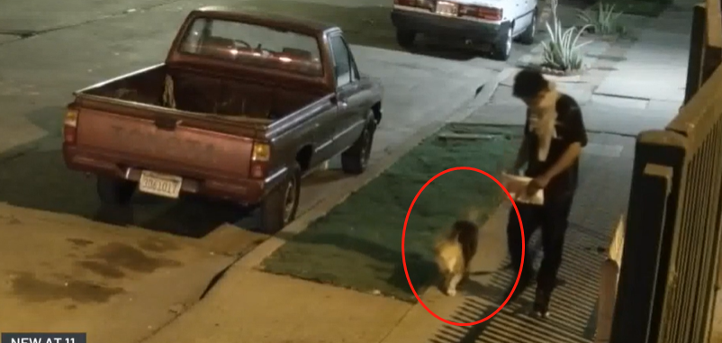 可怕 年轻男子虐狗将7年爱犬带到公园一把火将其烧了 人在洛杉矶网lapeople Com