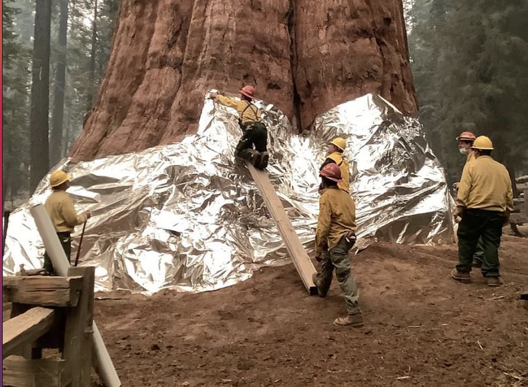 加州野火烧到著名红杉林 千年杉树裹防火毯救急 人在洛杉矶网lapeople Com