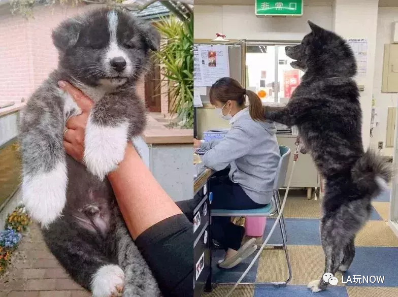 小狗才养1年快比人还高民众吓到 以为遇到熊 人在洛杉矶网lapeople Com