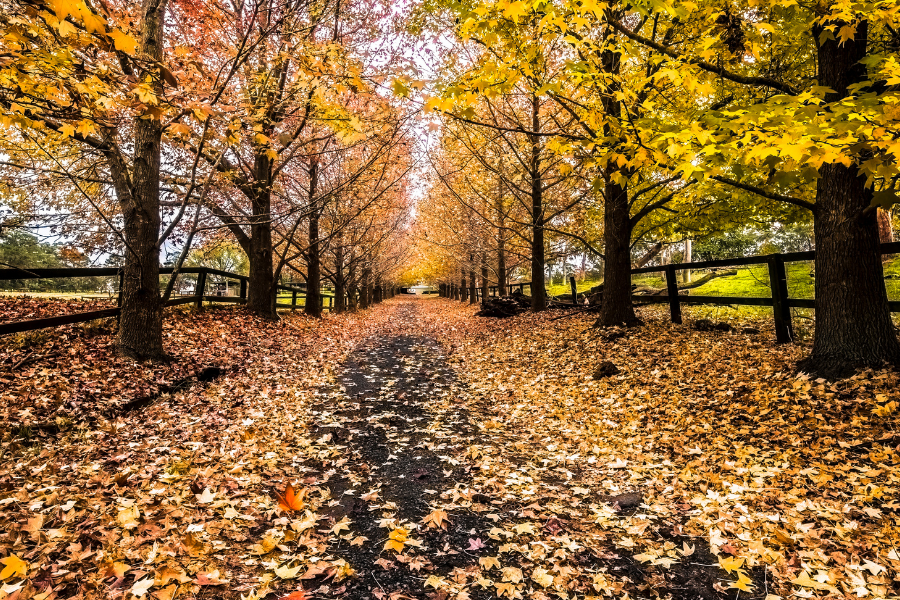 要一起踩枫叶吗 南加8个看枫叶的圣地点 喊上朋友一起去感受秋天的美好吧 人在洛杉矶网lapeople Com