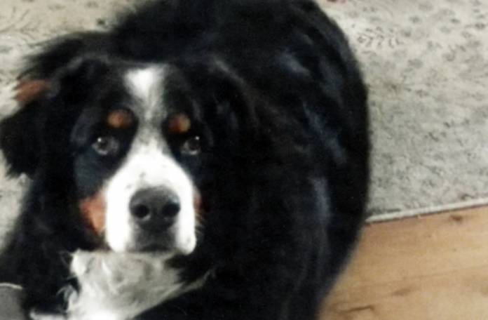 花高价托运宠物犬却死亡 托运公司态度冷漠推卸责任 人在洛杉矶网lapeople Com