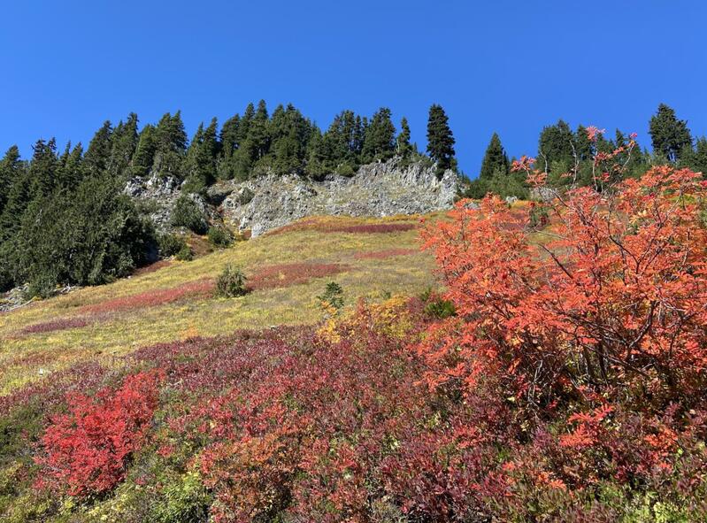 西海岸 富士山 雷尼尔山国家公园风景绝美 人在洛杉矶网lapeople Com
