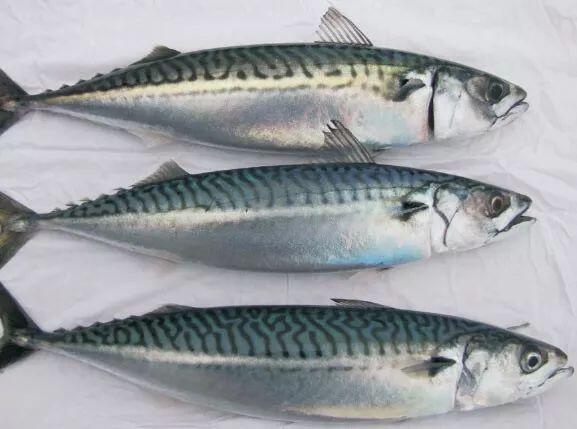 不瞒你说 来美国这么久了 我依然 不会 在美国超市买这种食物 人在洛杉矶网lapeople Com