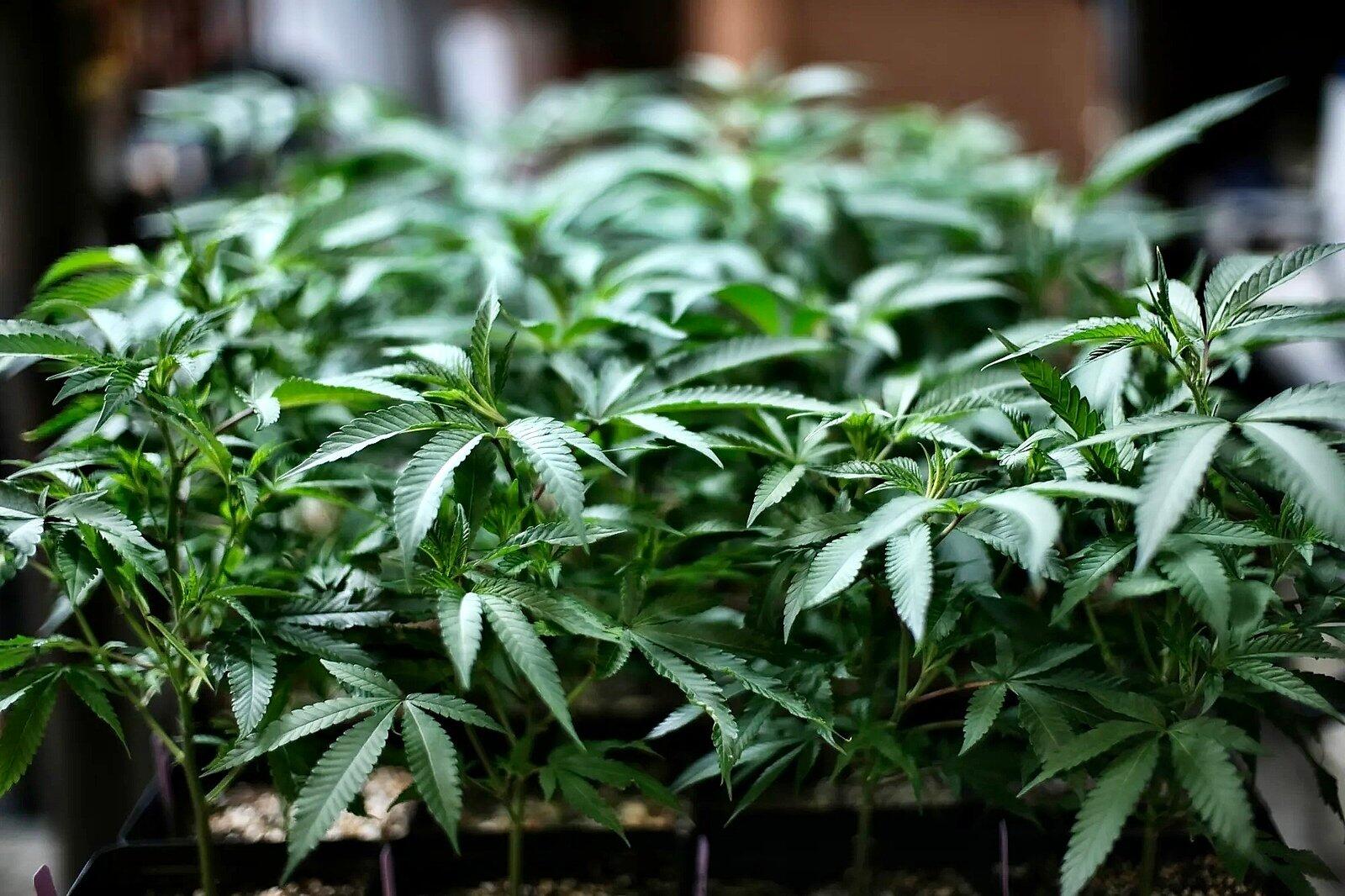 新泽西州正式将娱乐大麻合法化 4月21日将能开始销售休闲大麻 人在洛杉矶网lapeople Com