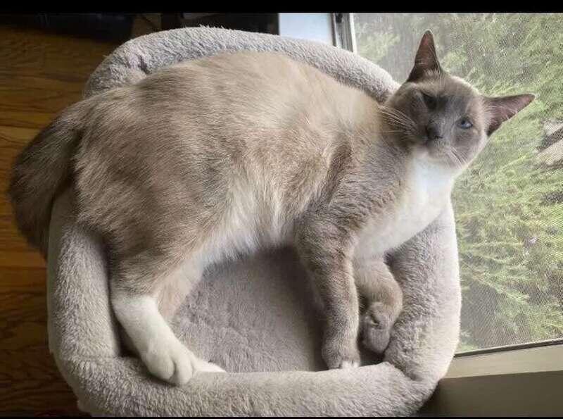 露营意外丢猫猫猫俩月暴走1300公里真走回家了- 人在温哥华网VanPeople.com