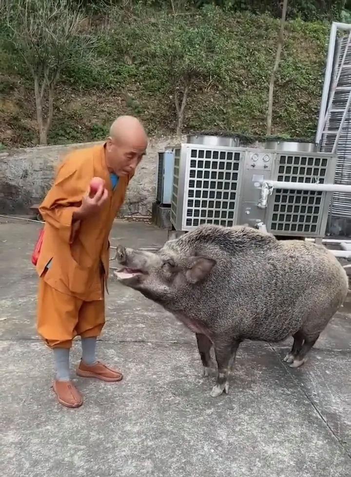 猪八戒后人？江门观音寺150KG野猪爆红游客递苹果即鞠躬有片- 人在